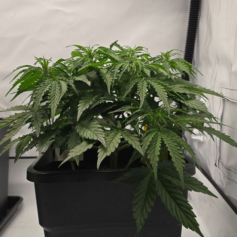 Jane growlog timeline photo