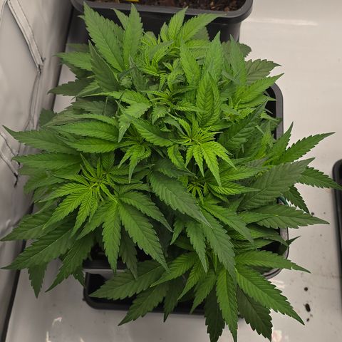 Mary growlog timeline photo