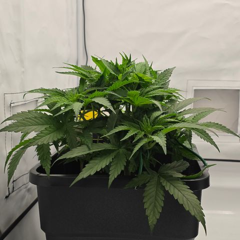 Mary growlog timeline photo