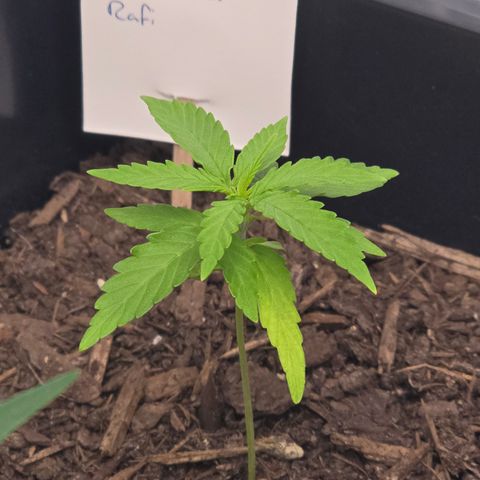 Raphaela growlog timeline photo