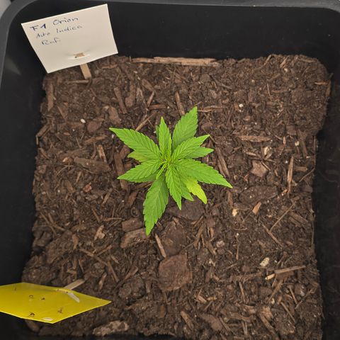 Raphaela growlog timeline photo