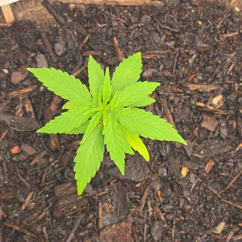 Raphaela growlog timeline photo