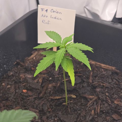 Raphaela growlog timeline photo