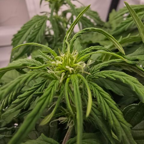 Jane growlog timeline photo