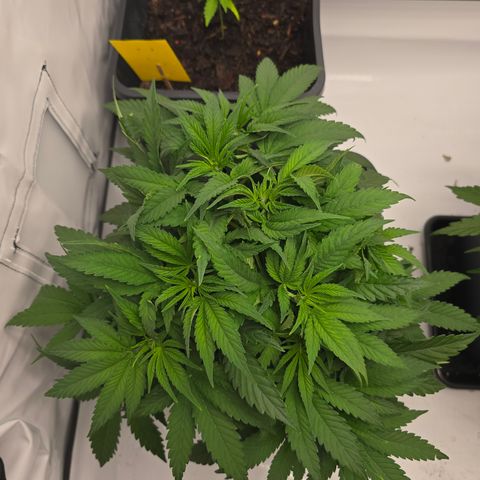 Mary growlog timeline photo