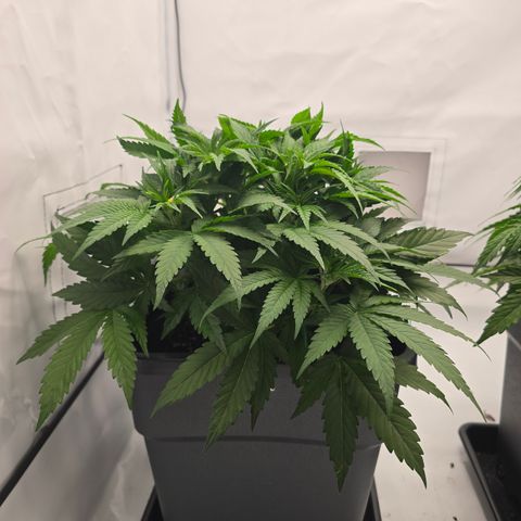 Mary growlog timeline photo