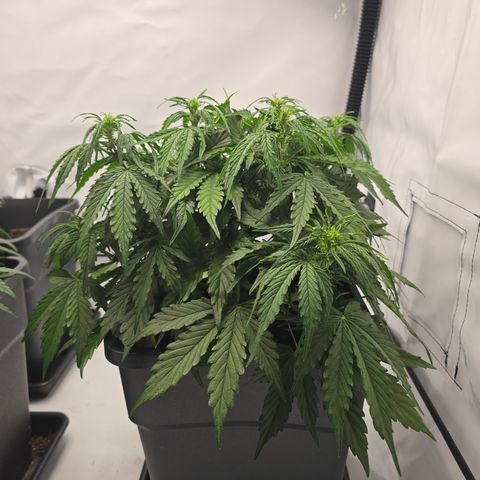 Jane growlog timeline photo