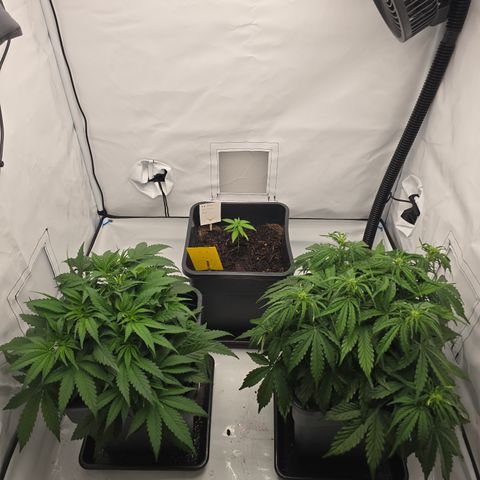 Mary growlog timeline photo
