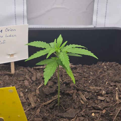 Raphaela growlog timeline photo