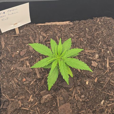 Raphaela growlog timeline photo