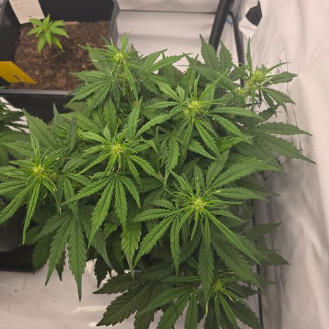Jane growlog timeline photo