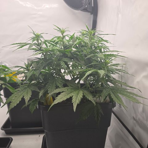 Jane growlog timeline photo