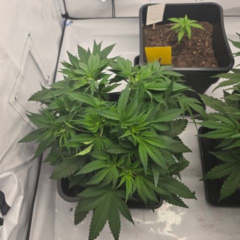 Mary growlog timeline photo
