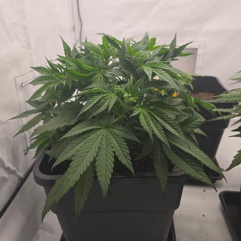 Mary growlog timeline photo