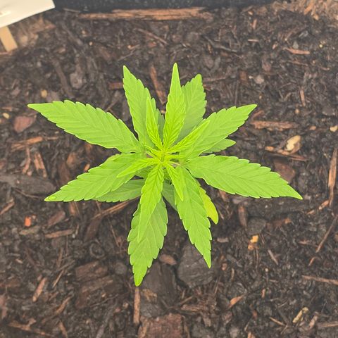 Raphaela growlog timeline photo