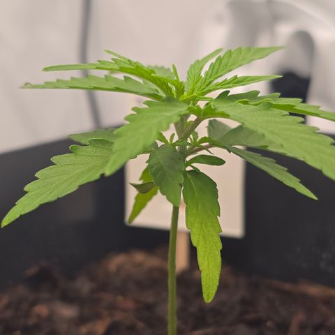 Raphaela growlog timeline photo