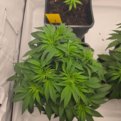Mary growlog timeline photo