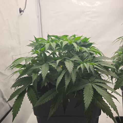 Mary growlog timeline photo