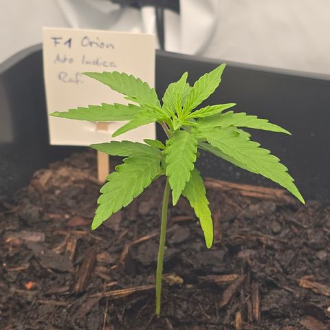 Raphaela growlog timeline photo
