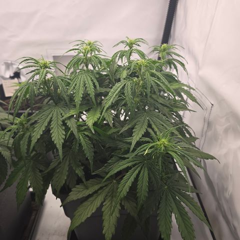Jane growlog timeline photo