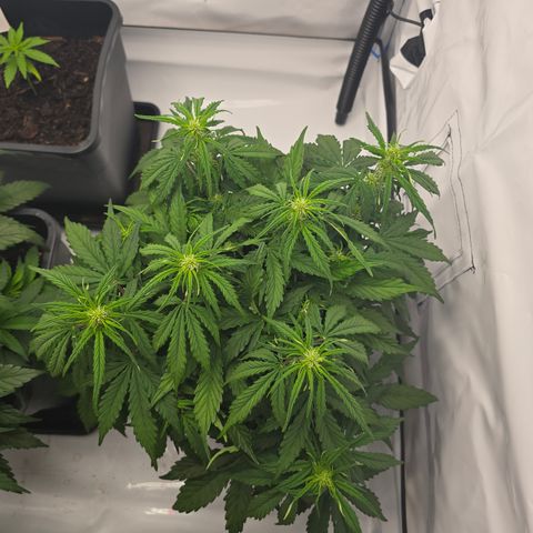 Jane growlog timeline photo