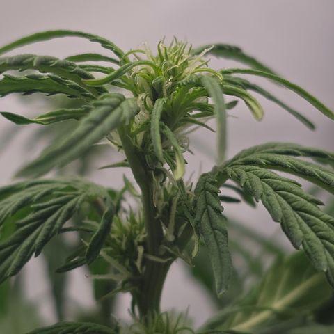Jane growlog timeline photo