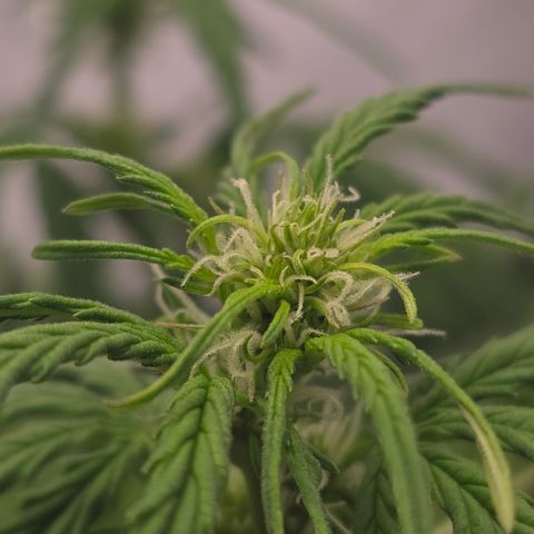 Jane growlog timeline photo
