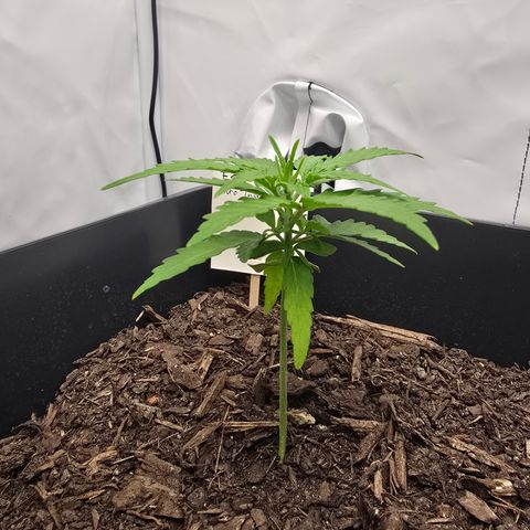 Raphaela growlog timeline photo