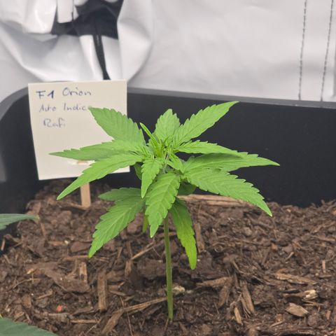 Raphaela growlog timeline photo
