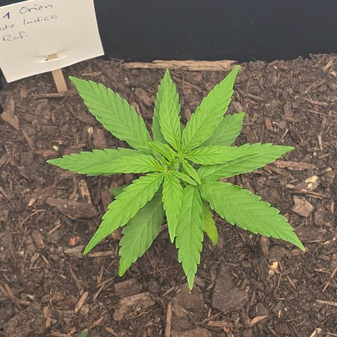 Raphaela growlog timeline photo