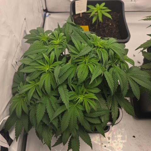 Mary growlog timeline photo