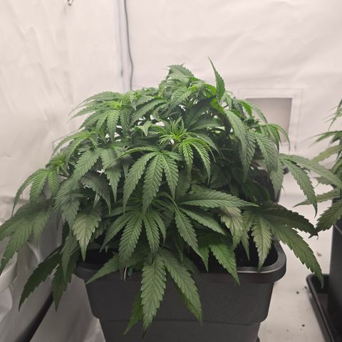 Mary growlog timeline photo