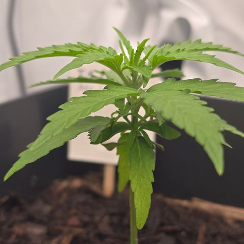 Raphaela growlog timeline photo