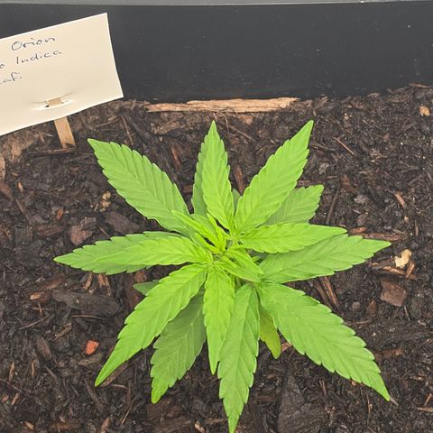 Raphaela growlog timeline photo
