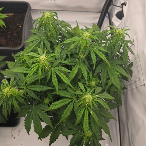 Jane growlog timeline photo