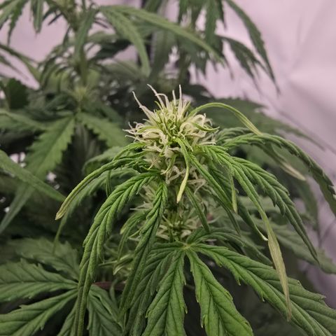 Jane growlog timeline photo