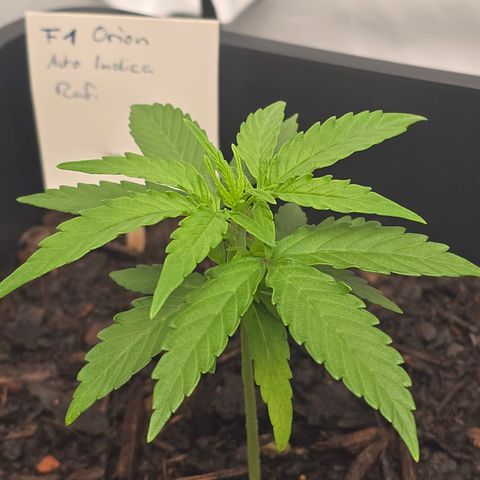 Raphaela growlog timeline photo