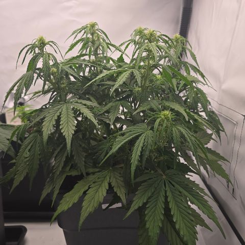 Jane growlog timeline photo