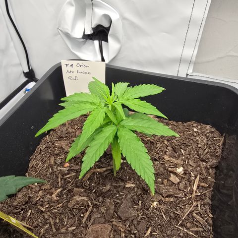 Raphaela growlog timeline photo