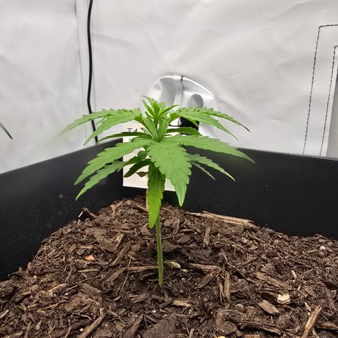 Raphaela growlog timeline photo