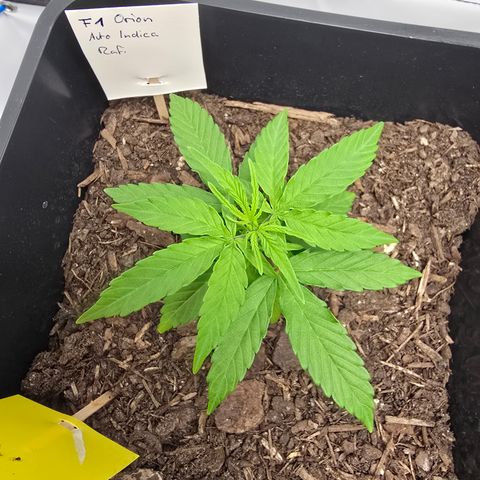 Raphaela growlog timeline photo