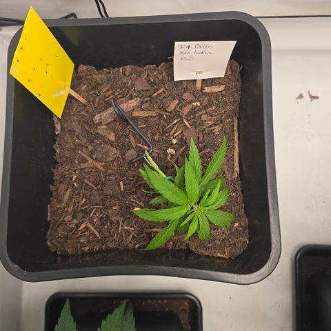 Raphaela growlog timeline photo