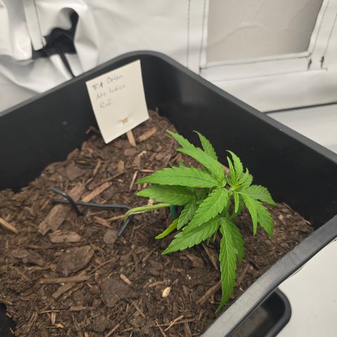 Raphaela growlog timeline photo