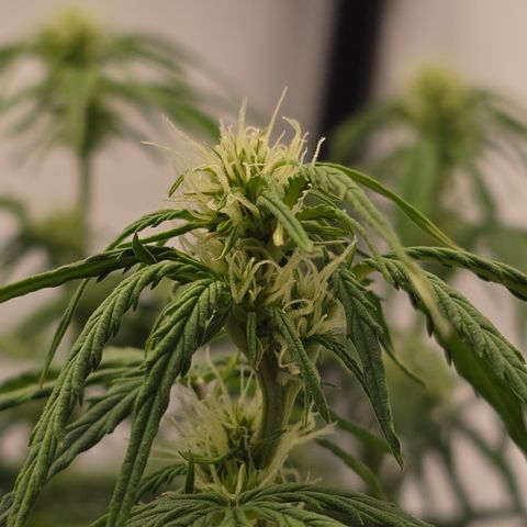 Jane growlog timeline photo