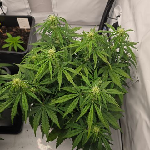 Jane growlog timeline photo