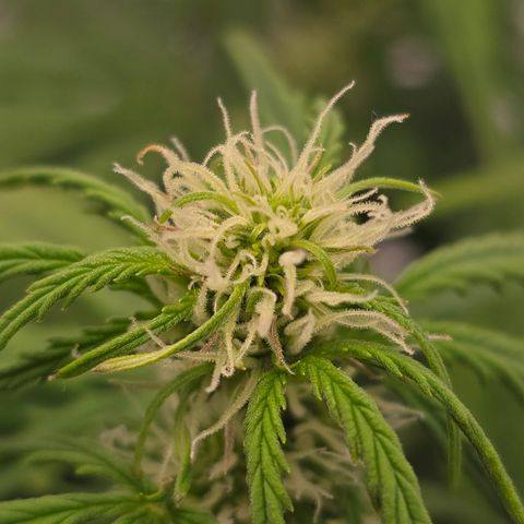 Jane growlog timeline photo