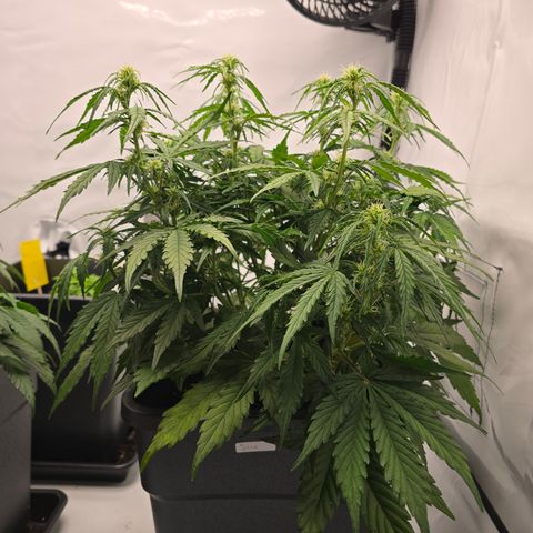 Jane growlog timeline photo