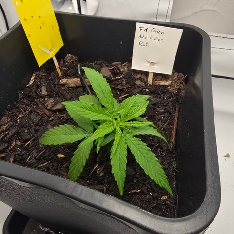 Raphaela growlog timeline photo