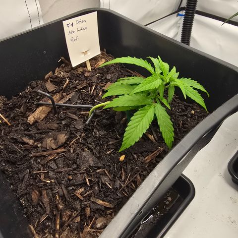Raphaela growlog timeline photo