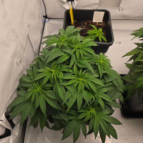 Mary growlog timeline photo